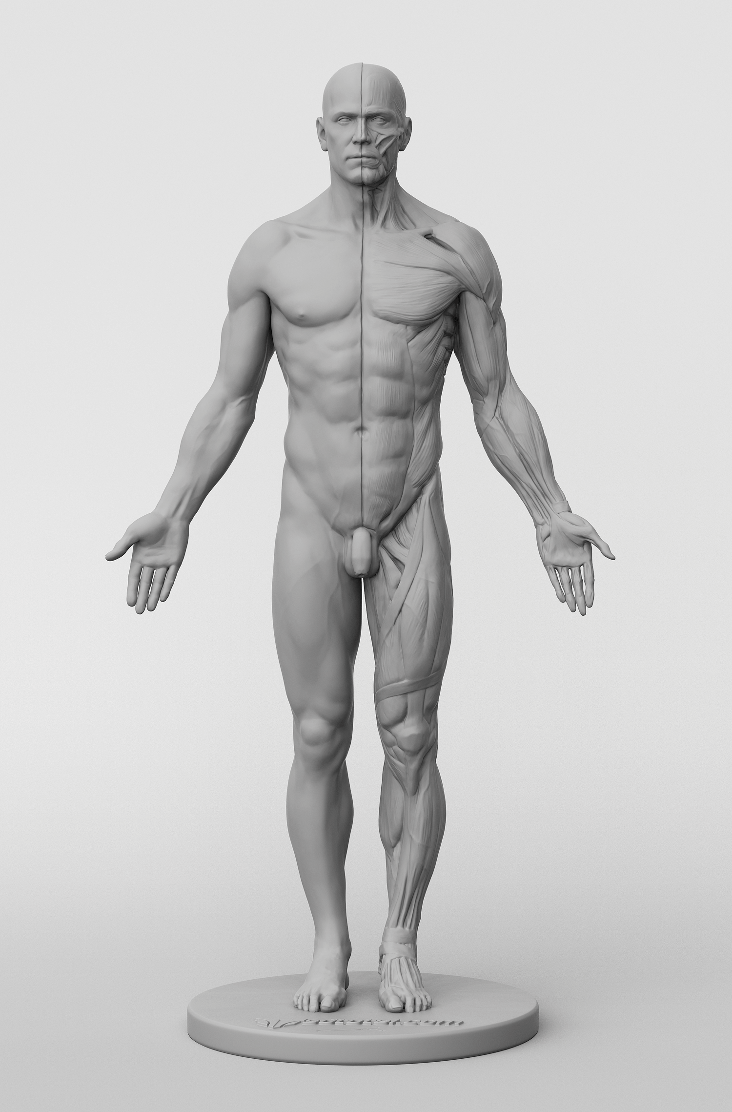 3dtotal Anatomy: male figure – 3dtotal shop