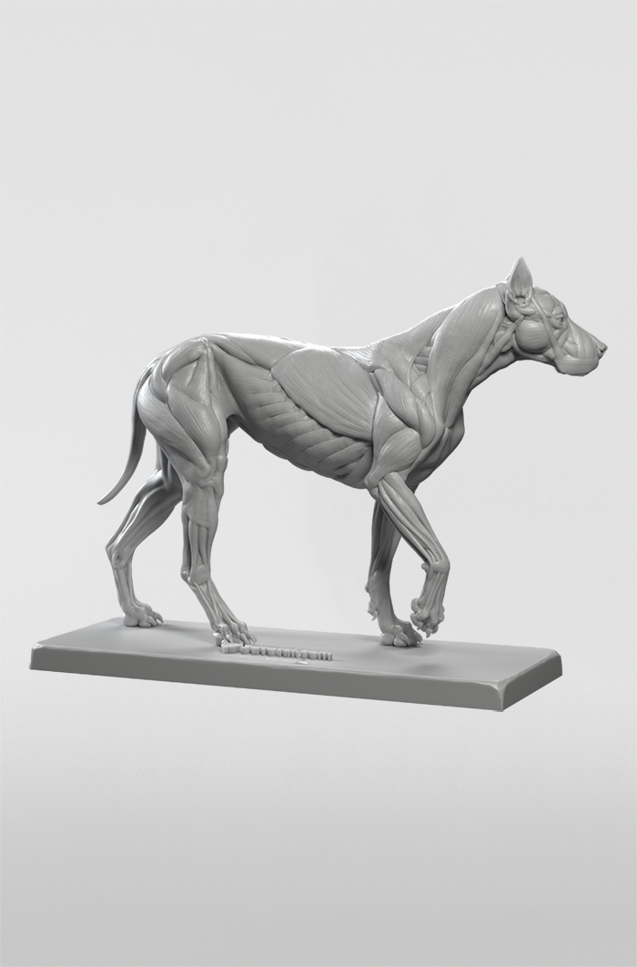 3dtotal Anatomy: Canine figure – 3dtotal shop