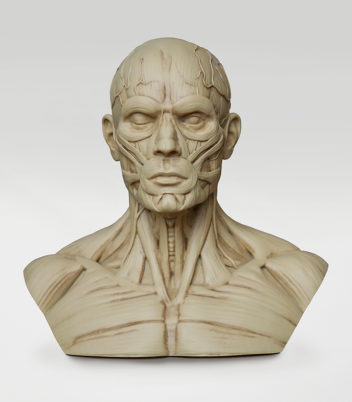 3d detailed muscle group male bust