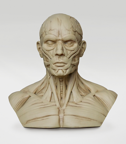 3d detailed muscle group male bust