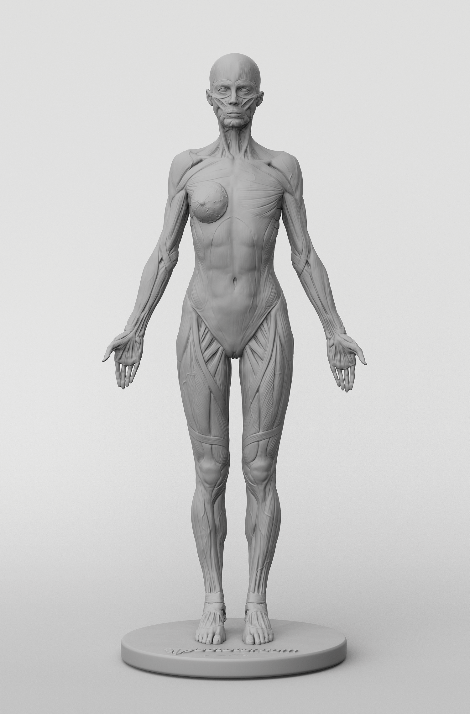 3dtotal Anatomy: female full-écorché figure – 3dtotal shop 3dtotal Anatomy: female full-écorché figure – 3dtotal shop