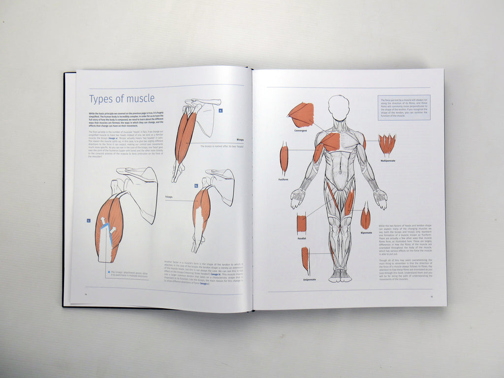Anatomy in Motion: An Artist's Guide to Capturing Dynamic Movement