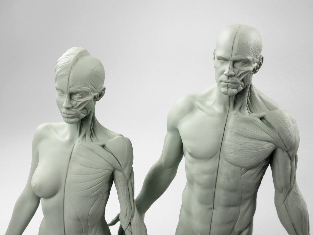 3dtotal Anatomy: 2 piece male & female half-écorché figure set