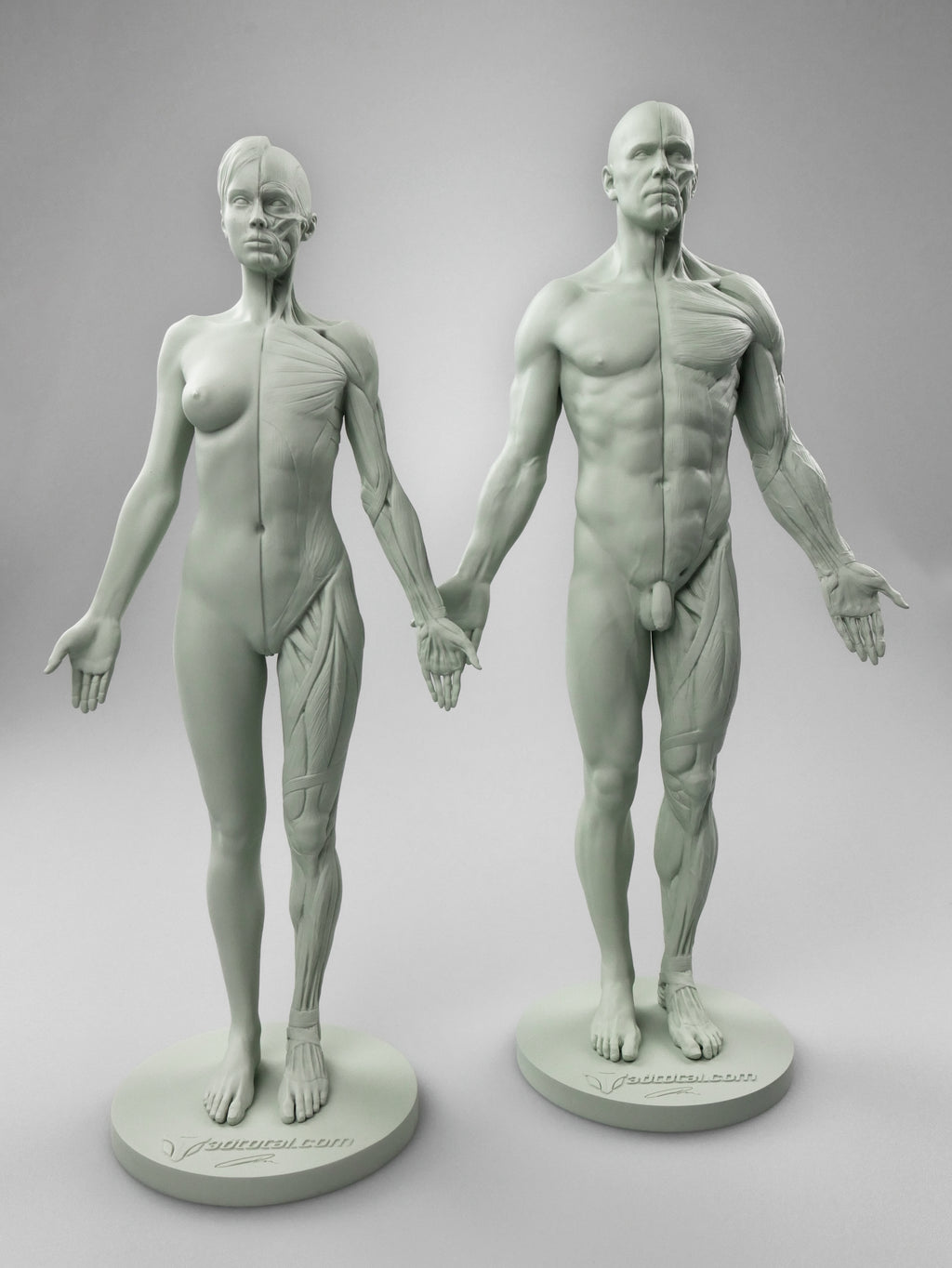 3dtotal Anatomy: 2 piece male & female half-écorché figure set