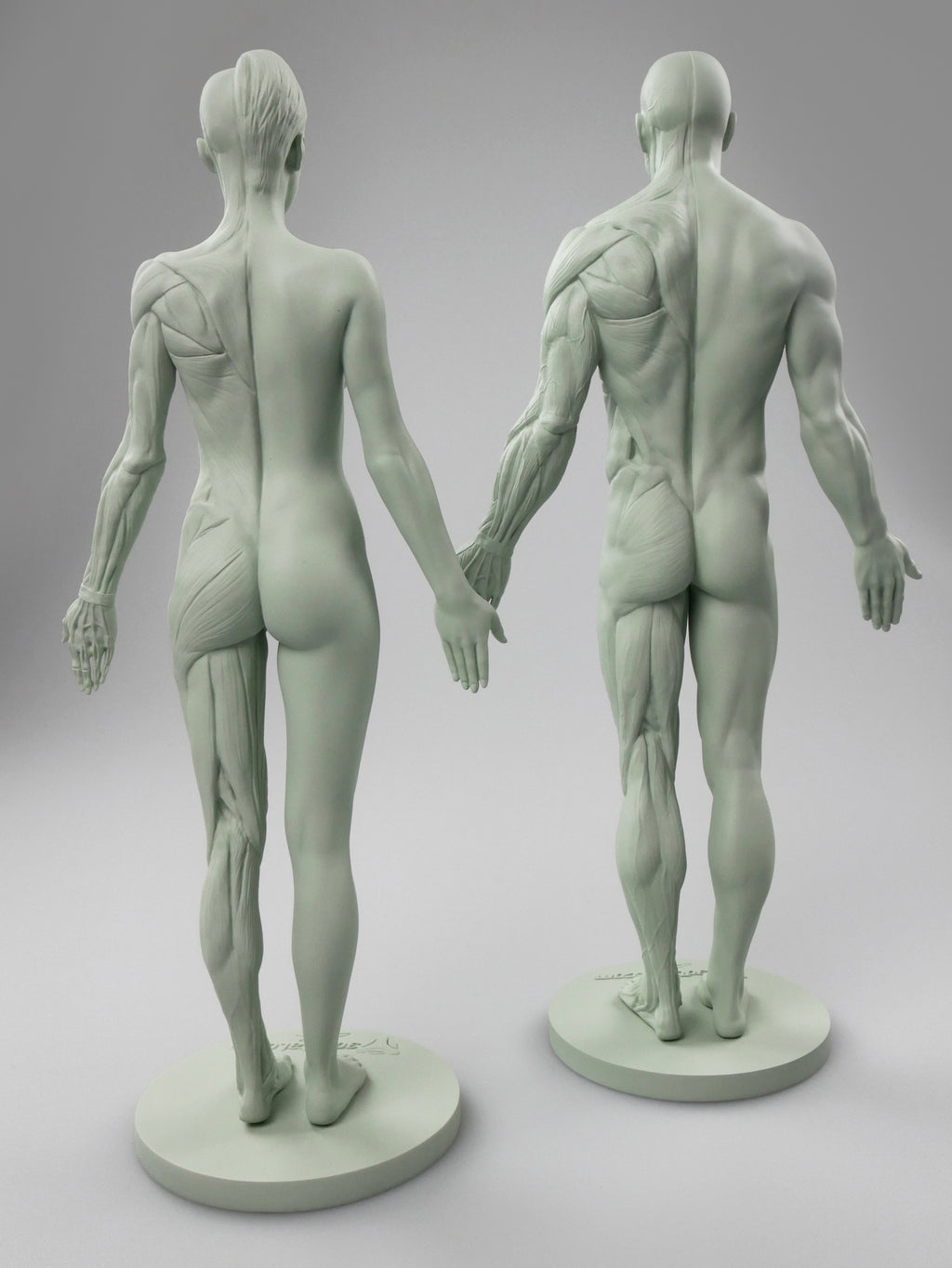3dtotal Anatomy: 2 piece male & female half-écorché figure set