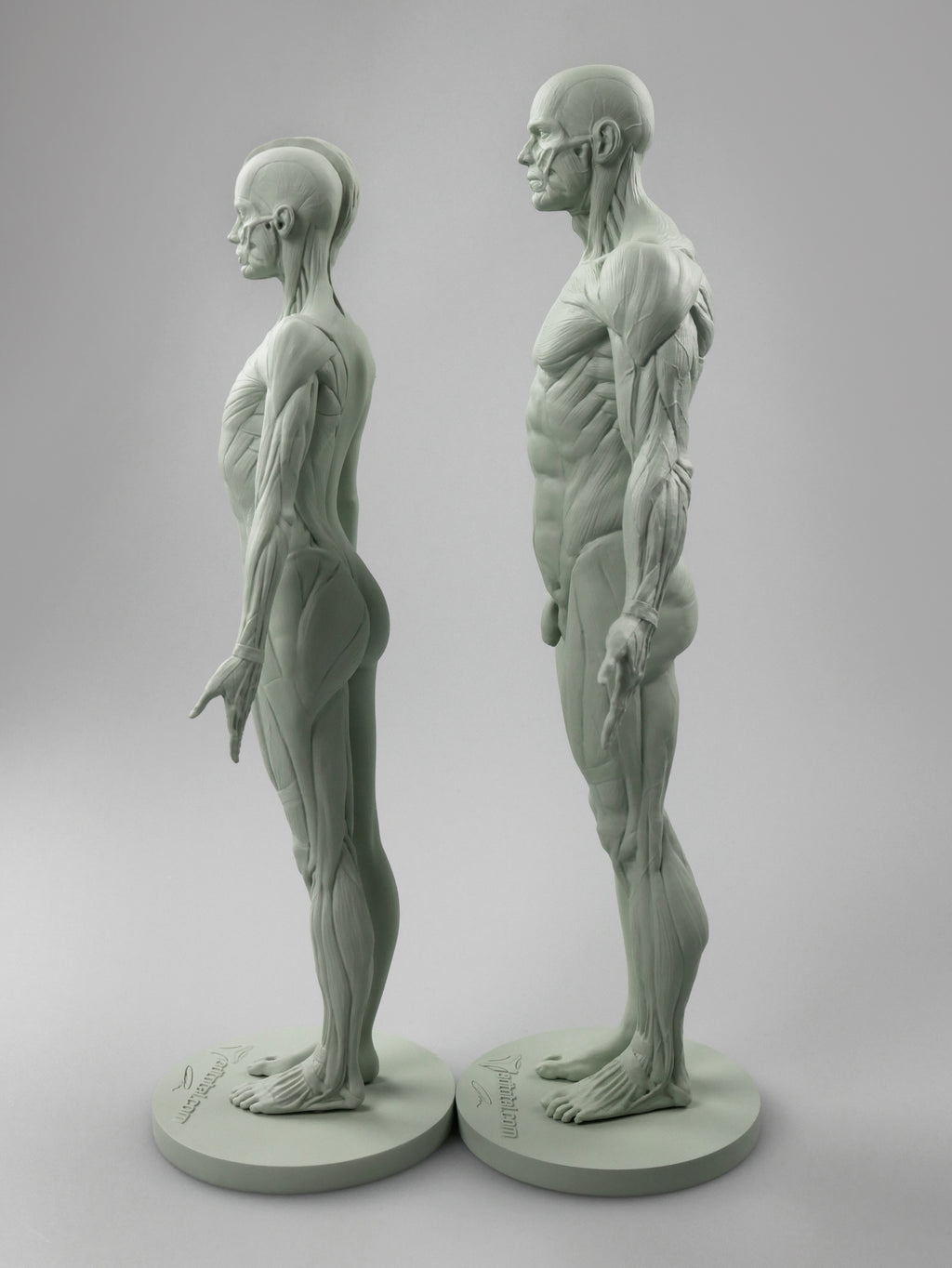 3dtotal Anatomy: 2 piece male & female half-écorché figure set