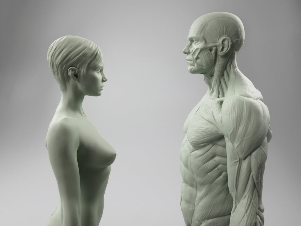 3dtotal Anatomy: 2 piece male & female half-écorché figure set
