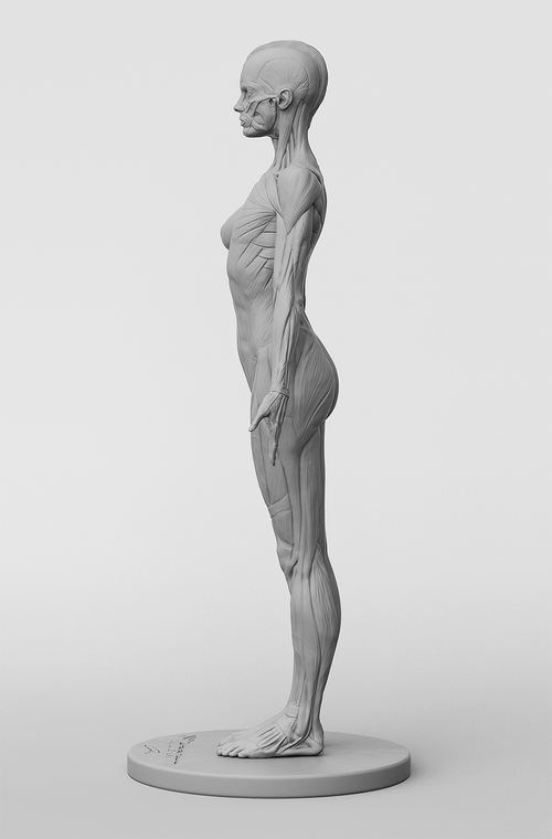 3dtotal Anatomy: female half-écorché figure – 3dtotal shop