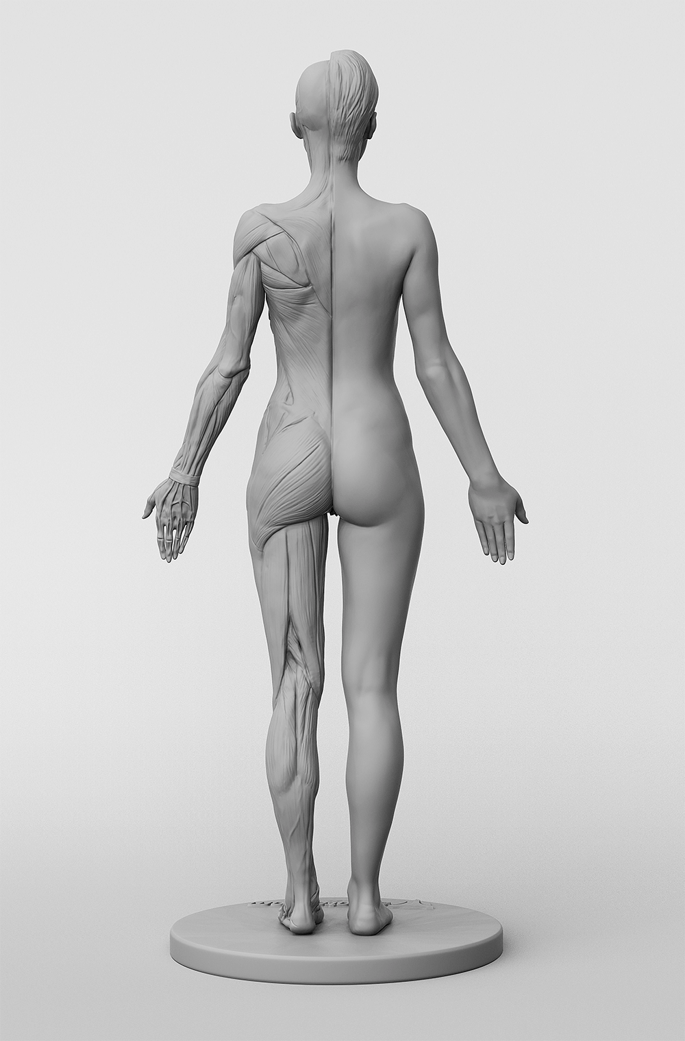 3dtotal Anatomy: female half-écorché figure