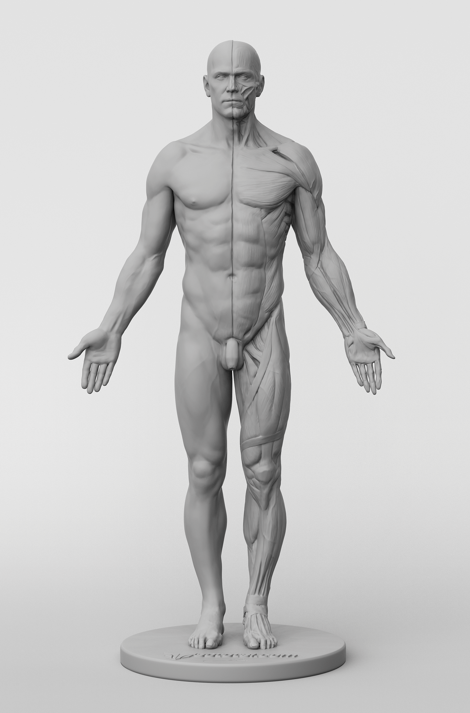 Anatomy Figures – 3dtotal shop Anatomy Figures – 3dtotal shop