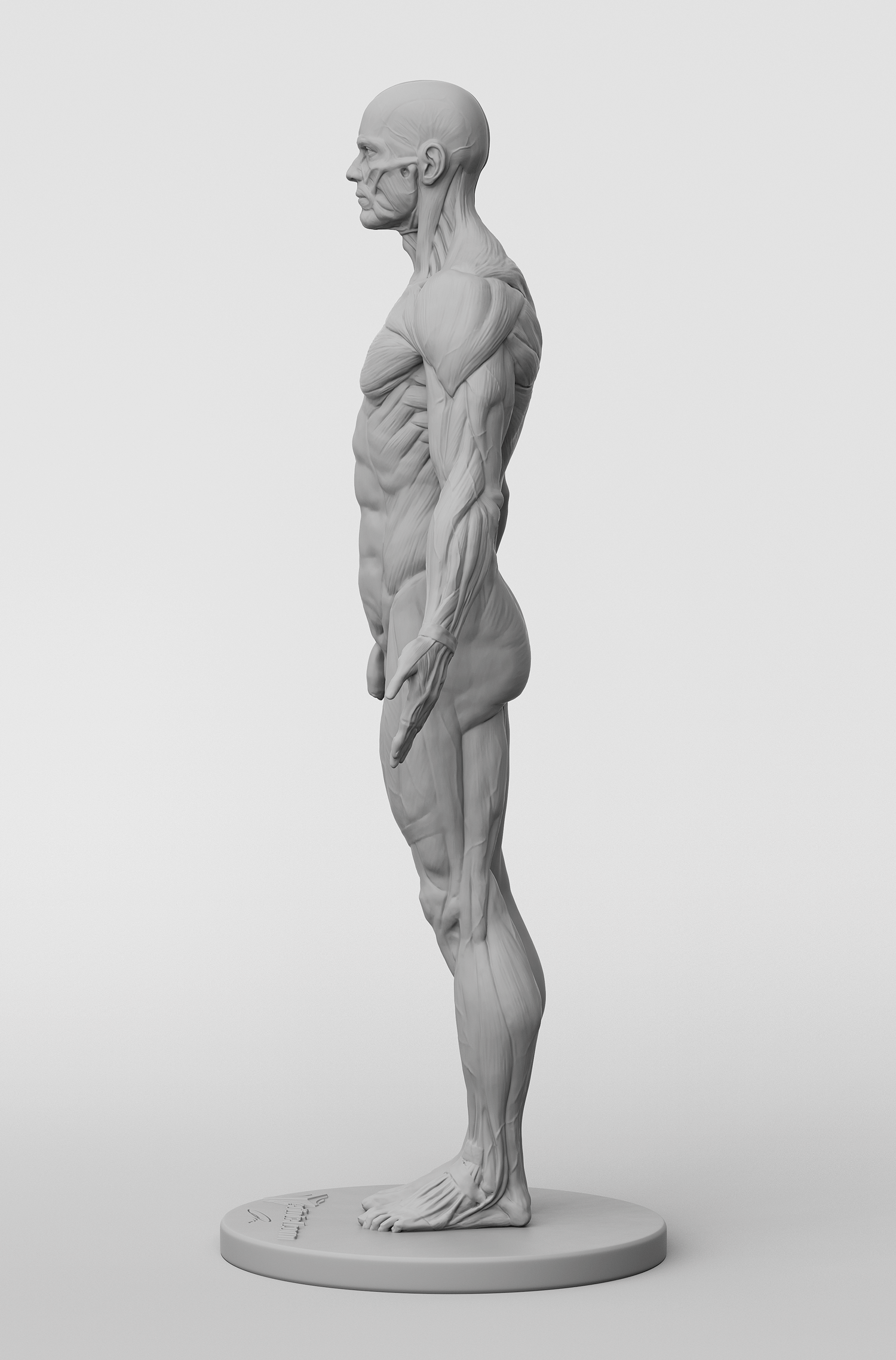 3dtotal Anatomy: male figure