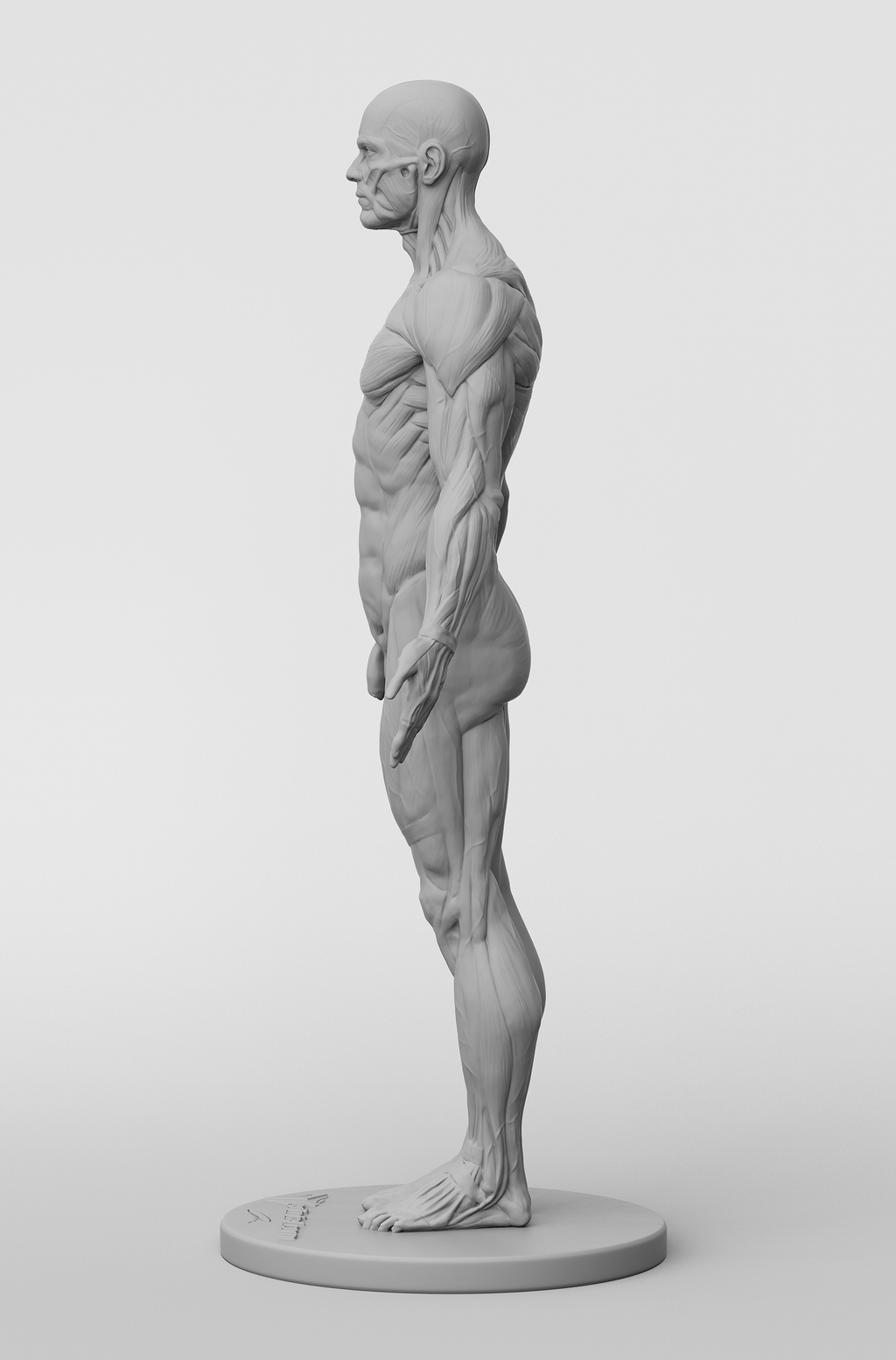 3dtotal Anatomy: male half-écorché figure