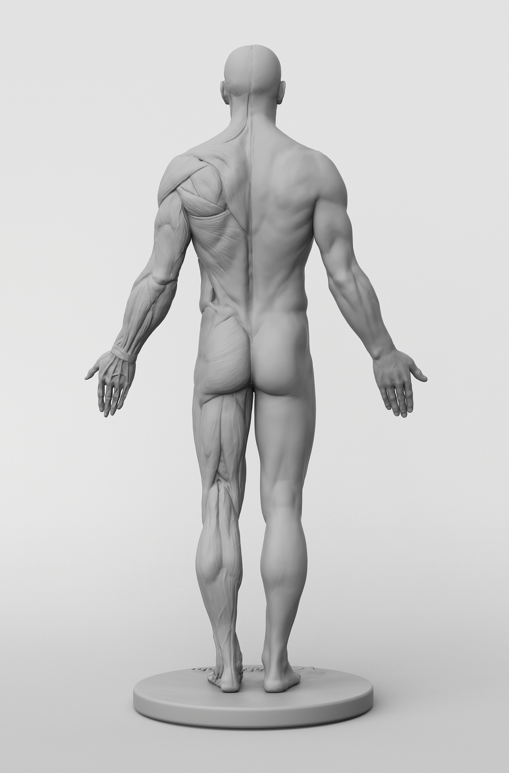 3dtotal Anatomy: male half-écorché figure