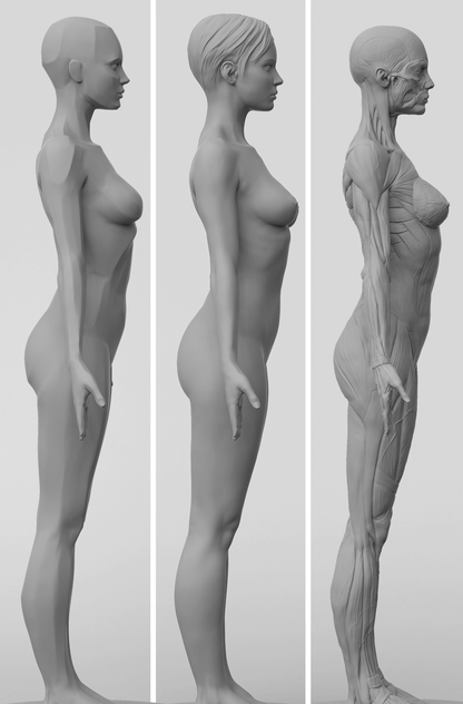 3dtotal Anatomy: 3 piece set of female figures