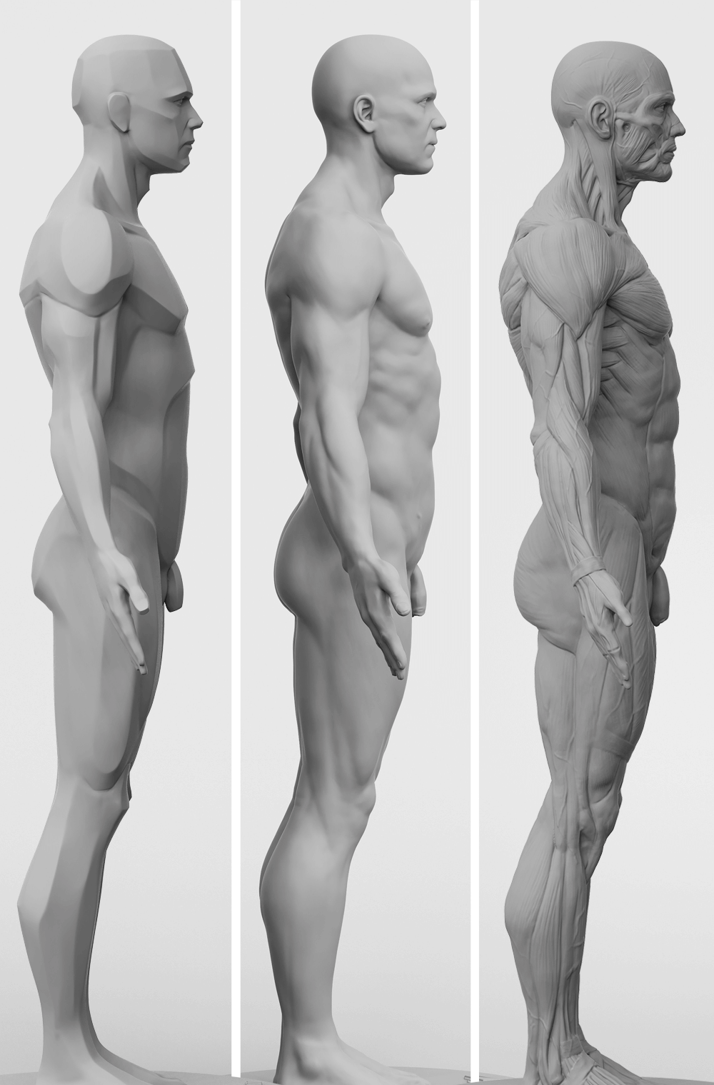 3dtotal Anatomy: 3 piece set of male figures