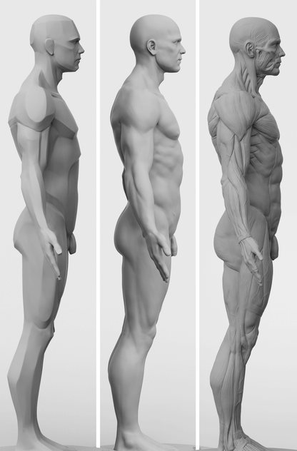 3dtotal Anatomy: 3 piece set of male figures