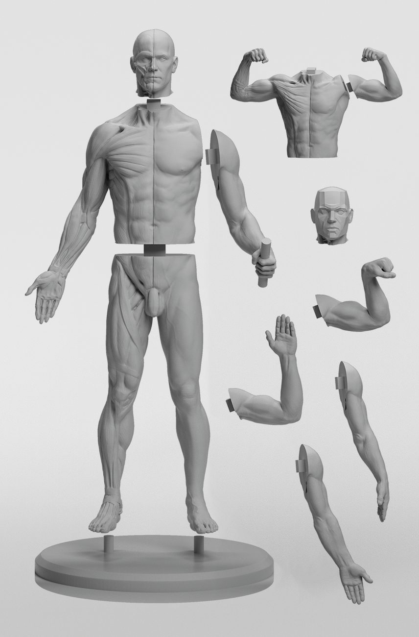 3dtotal Anatomy: Adaptable male figure