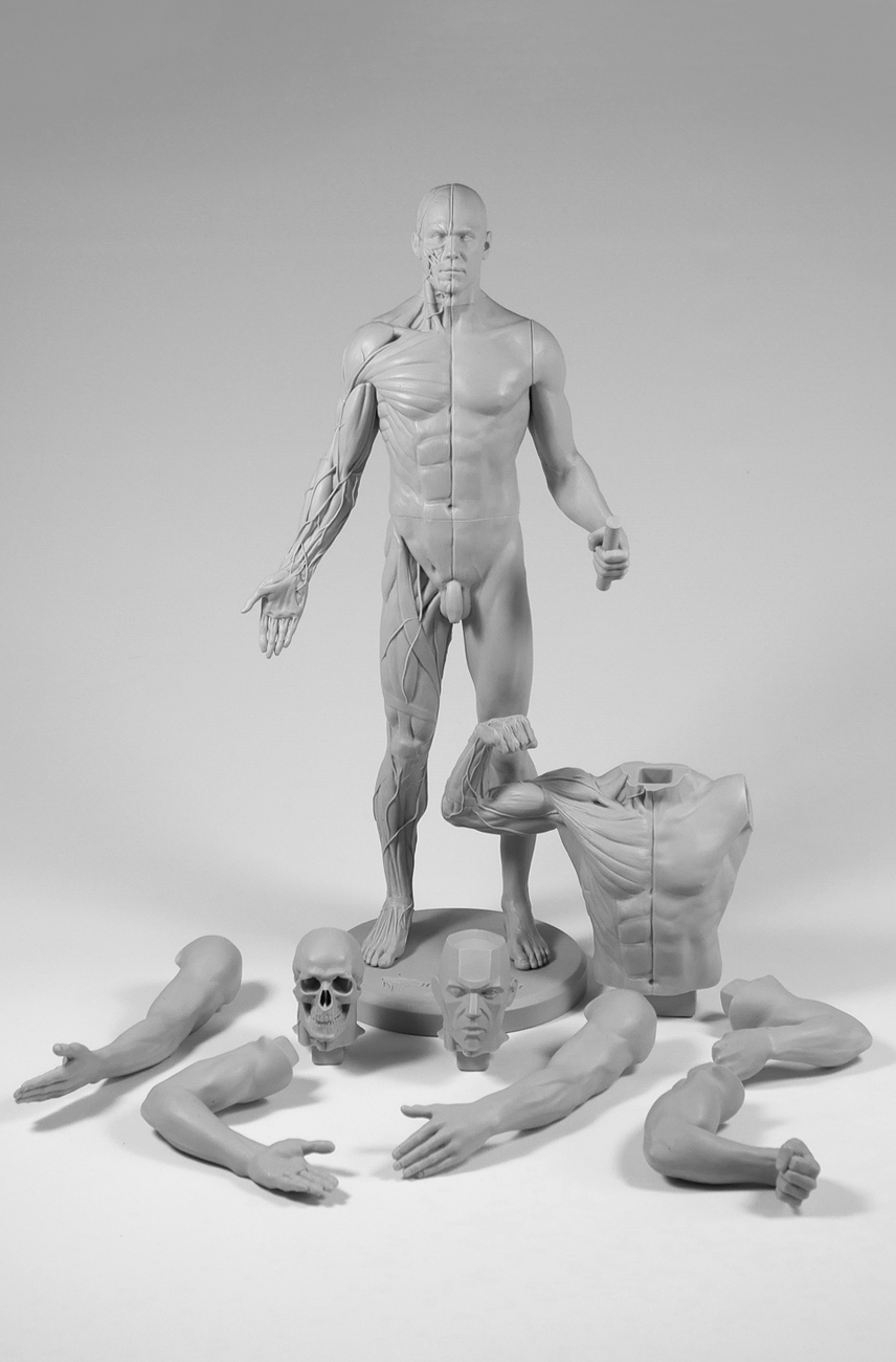 3dtotal Anatomy: Adaptable male figure