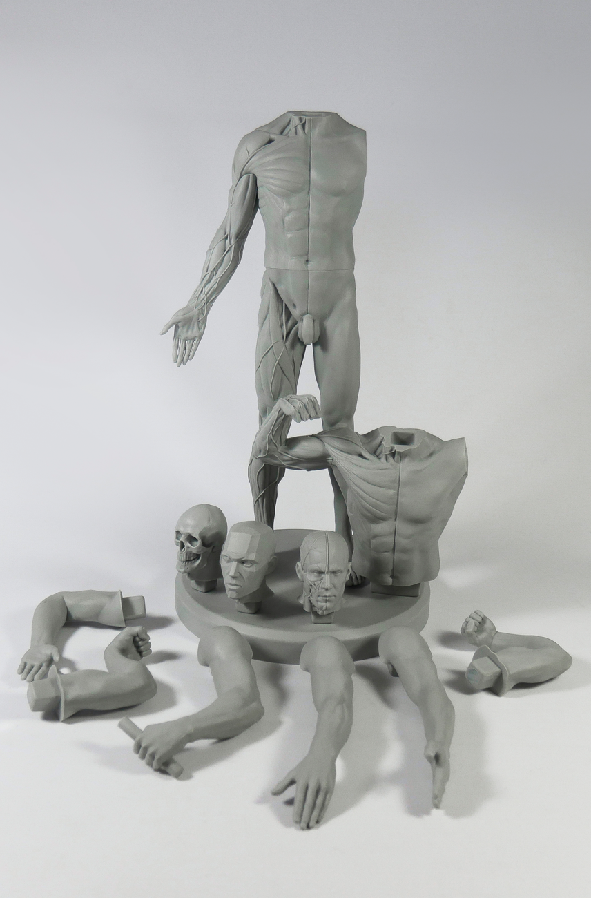 3dtotal Anatomy: Adaptable male figure