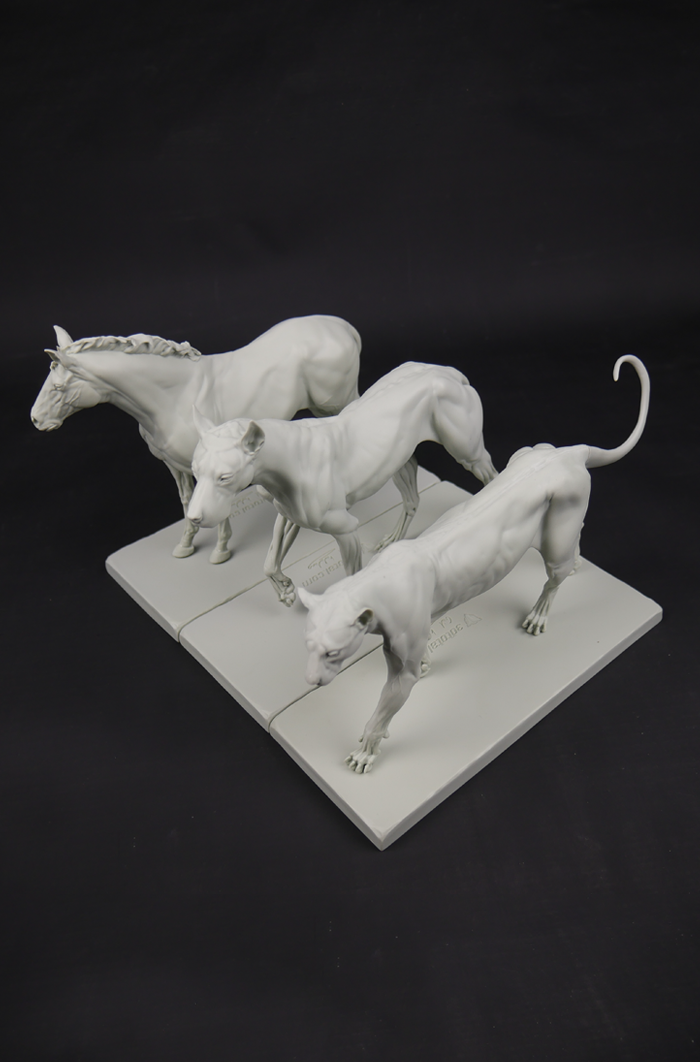 3dtotal Anatomy: 3 piece set of animal figures