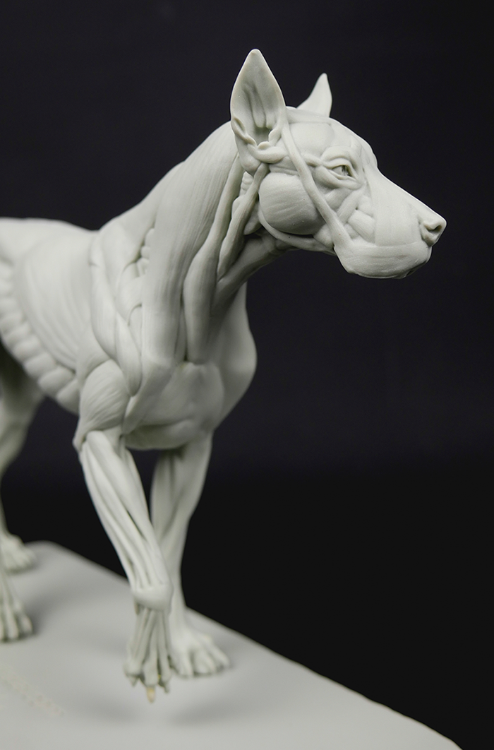 3dtotal Anatomy: 3 piece set of animal figures