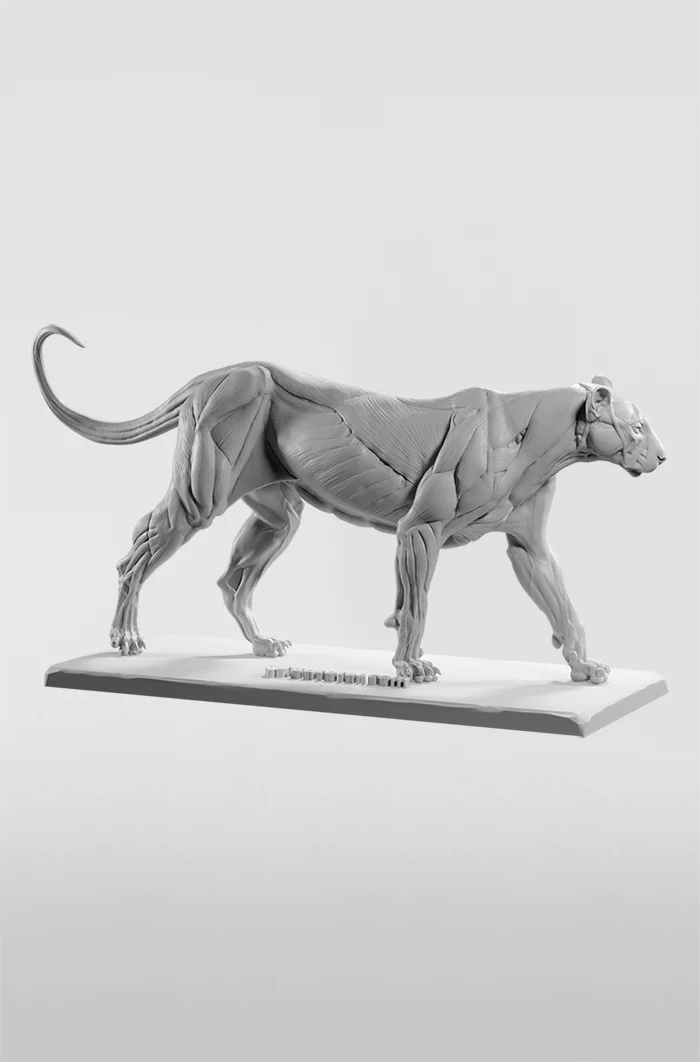 Cat Anatomy Model Lwo Cat Anatomy