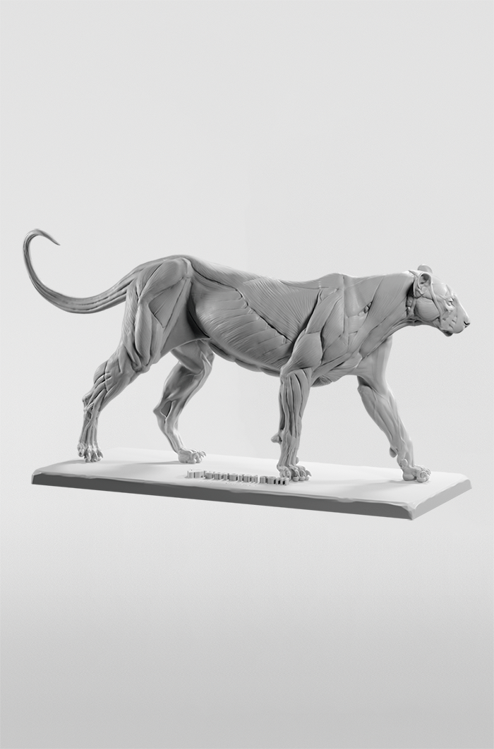 3d figure detailing the muscle groups of a feline