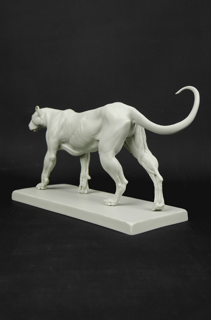 3dtotal Anatomy: Feline figure