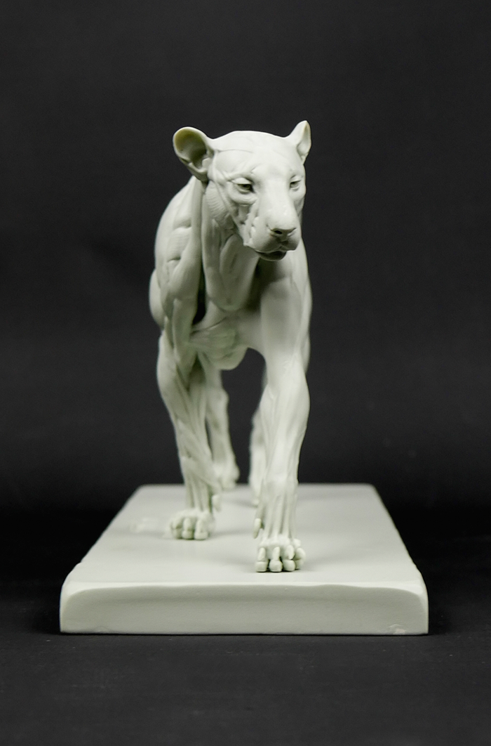 3dtotal Anatomy: Feline figure