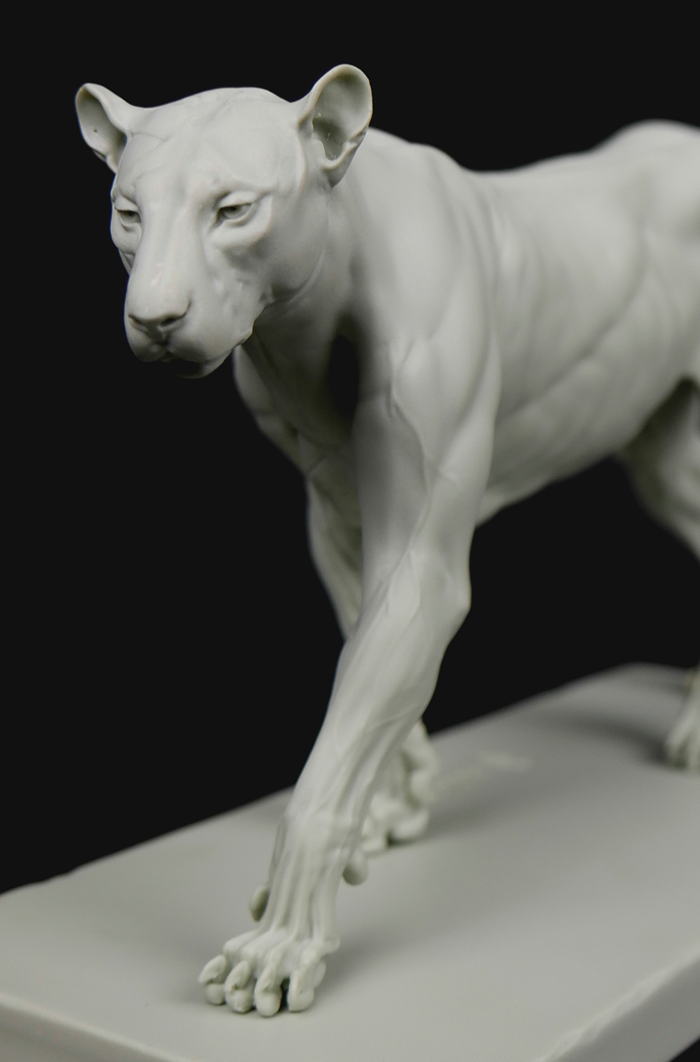 3dtotal Anatomy: Feline figure