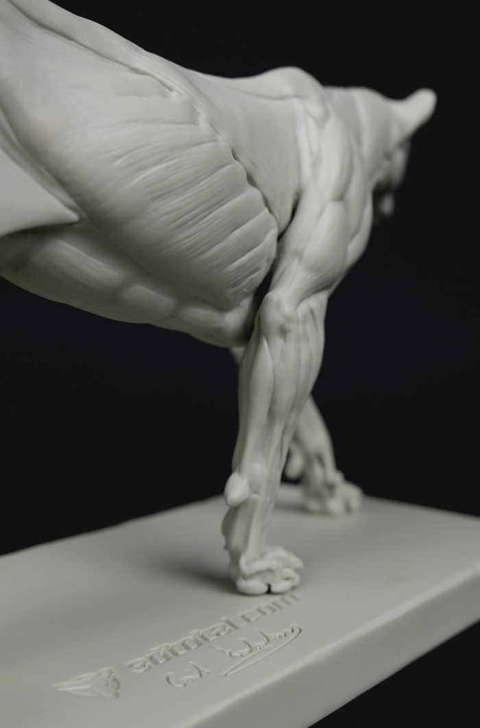 3dtotal Anatomy: Feline figure