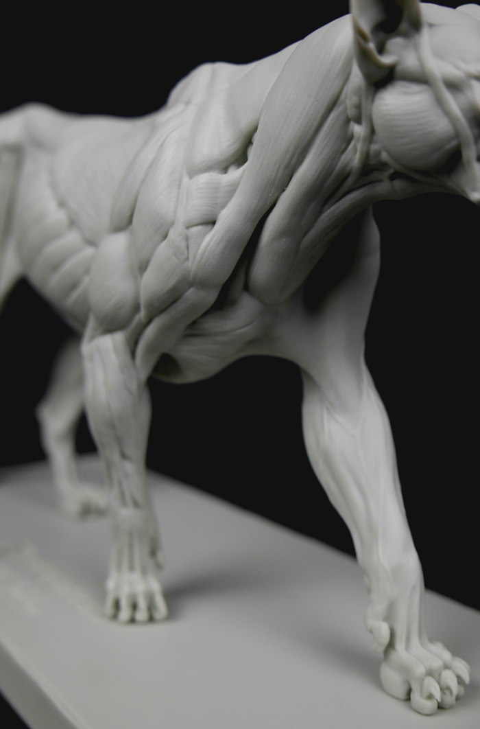 3dtotal Anatomy: Feline figure
