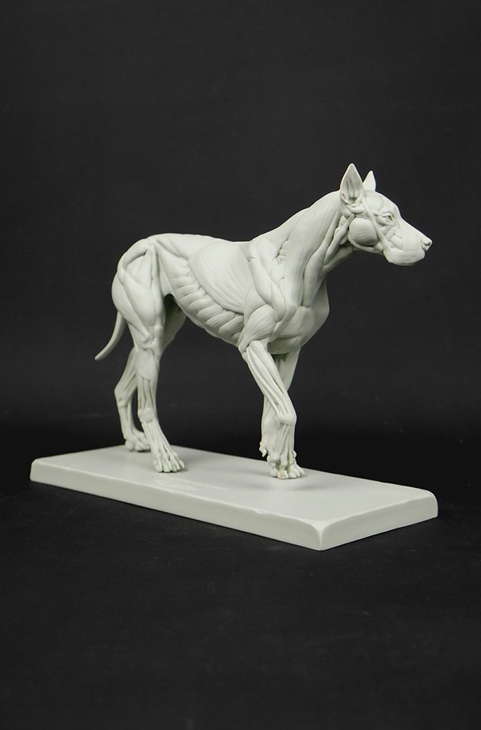 3dtotal Anatomy: Canine figure