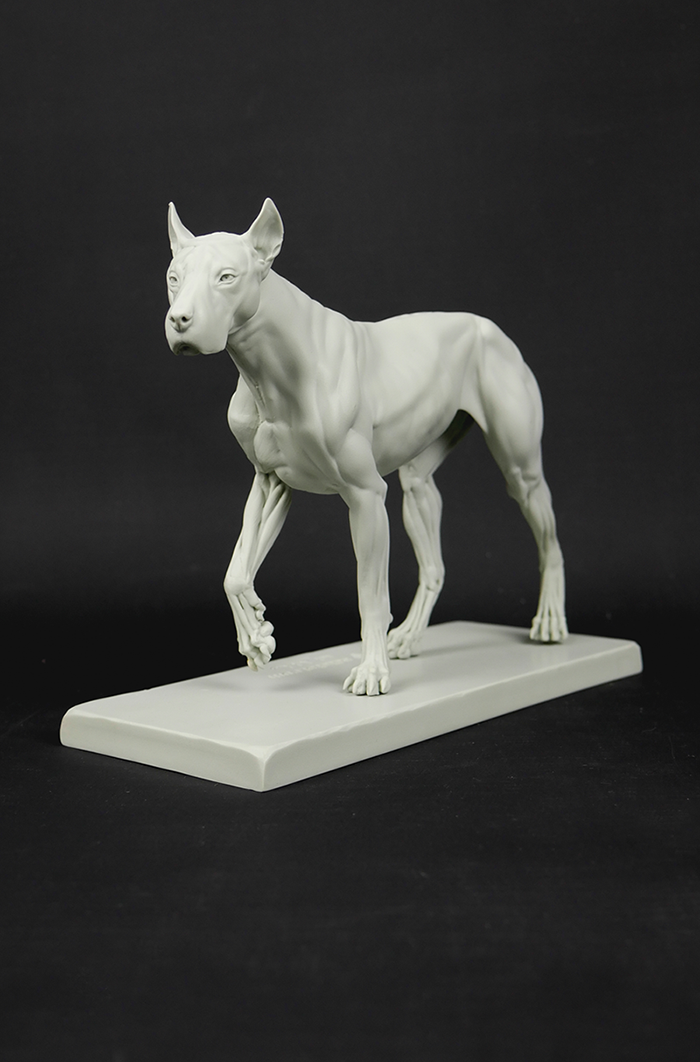 3dtotal Anatomy: Canine figure