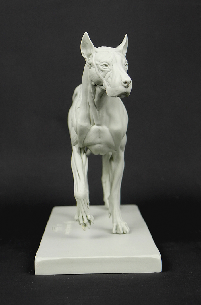3dtotal Anatomy: Canine figure