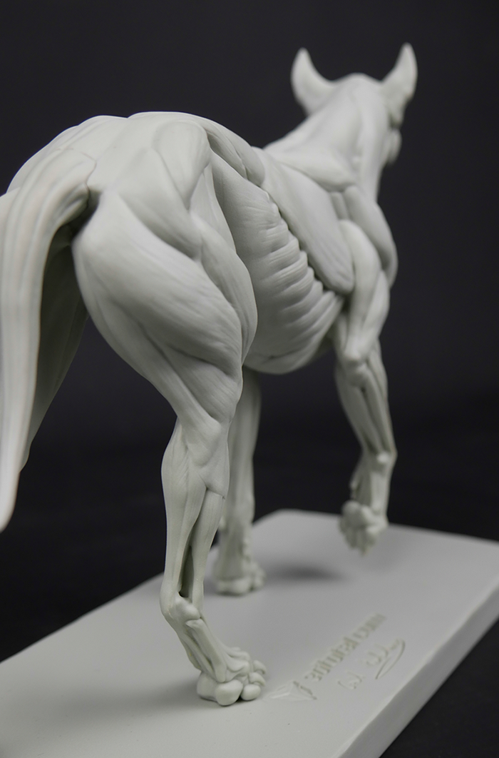 3dtotal Anatomy: Canine figure