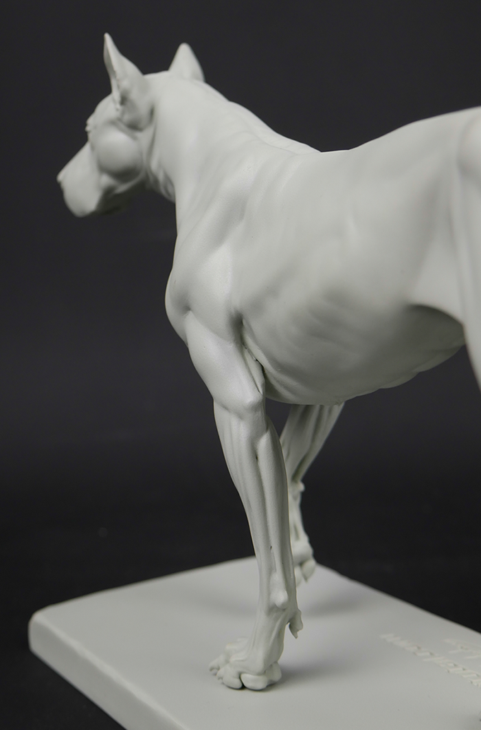 3dtotal Anatomy: Canine figure