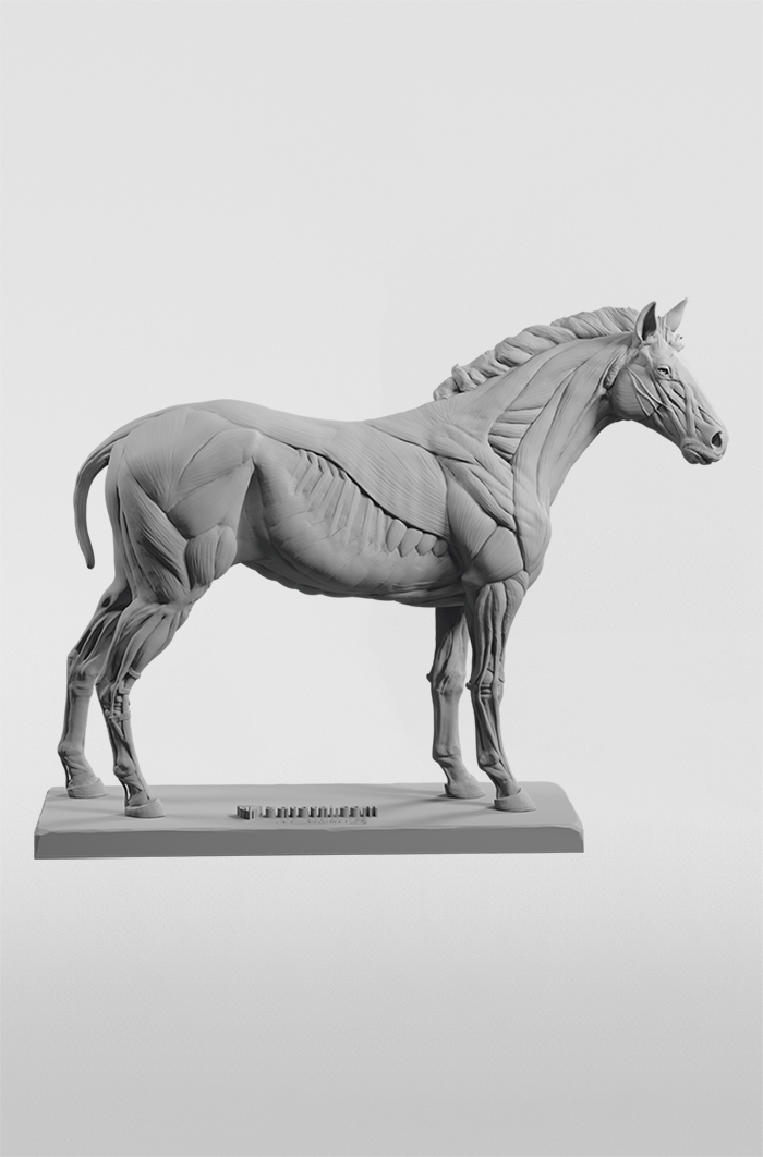 3d figure detailing the muscle groups of an equine