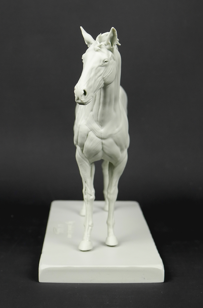 3dtotal Anatomy: Equine figure