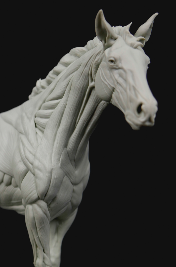 3dtotal Anatomy: Equine figure