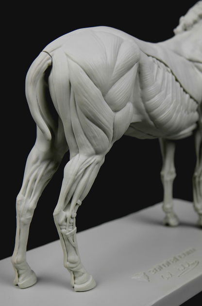 3dtotal Anatomy: Equine figure