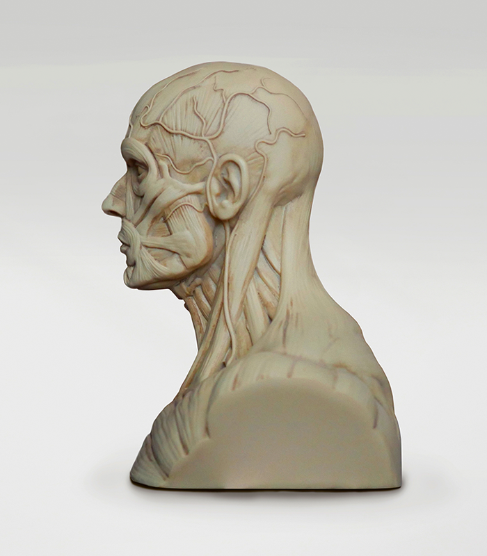 3dtotal Anatomy: Male mini bust