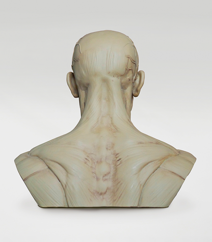 3dtotal Anatomy: Male mini bust