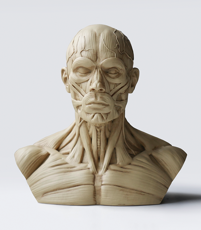 3dtotal Anatomy: Male mini bust