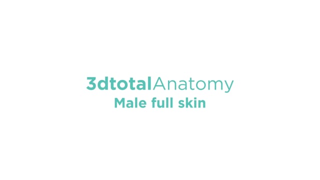 3dtotal Anatomy: male full-skin figure
