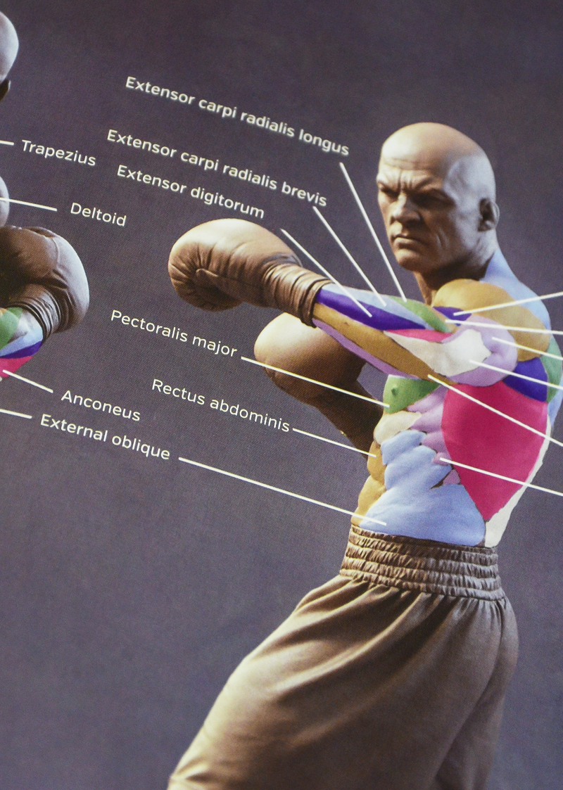 Anatomy for 3D Artists