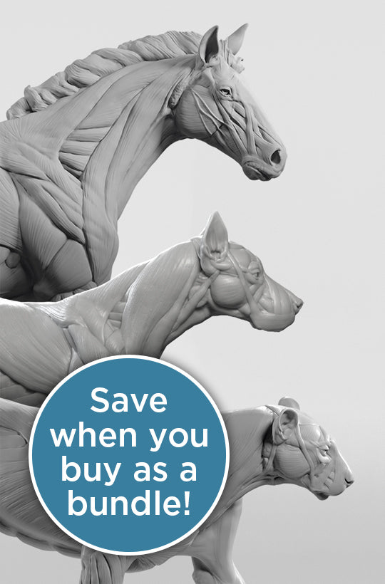 3d figure detailing the muscle groups of an equine, canine and feline