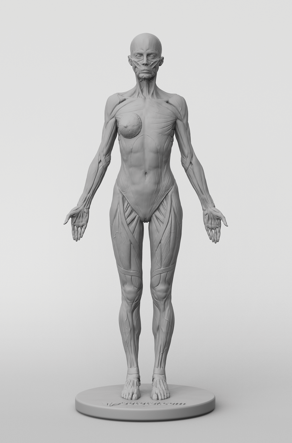 3dtotal Anatomy: female full-écorché figure – 3dtotal shop 3dtotal Anatomy: female full-écorché figure – 3dtotal shop