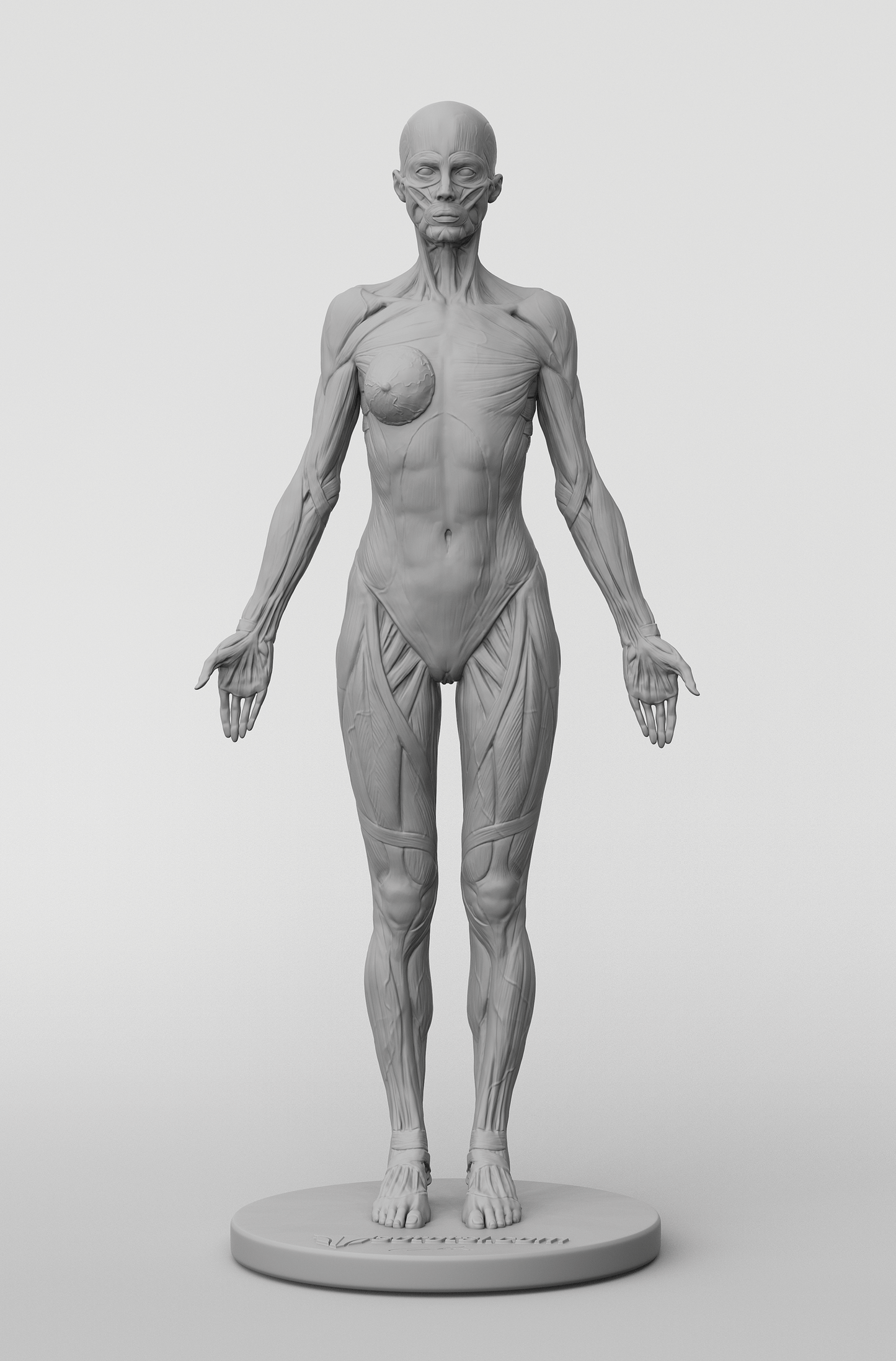 3d figure detailing the muscle groups of a female