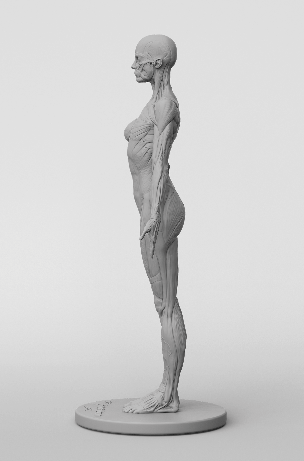 3dtotal Anatomy: female full-écorché figure